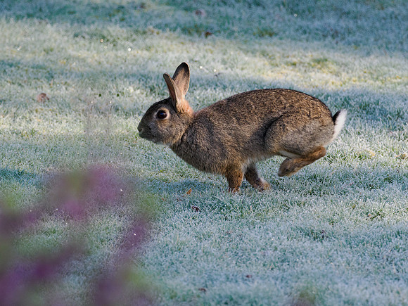 Easter Bunny