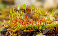 Swan’s-neck Thyme Moss (Mnium hornum)