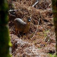 Roe Buck