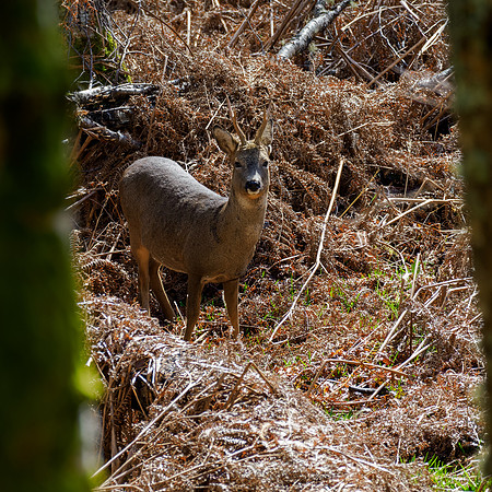 Roe Buck
