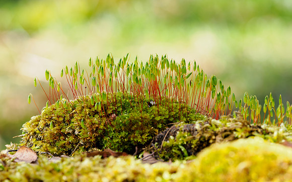 Swan’s-neck Thyme Moss (Mnium hornum)
