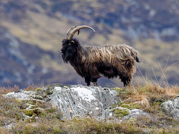 Feral Goat, Glen Strathfarrar