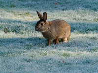 Easter Bunny