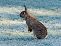 Easter Bunny