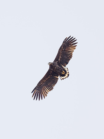 2024-03 White-tailed Eagle (Haliaeetus Albicilla)