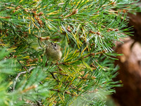 20200905-Craigmonie Wood-EM129537