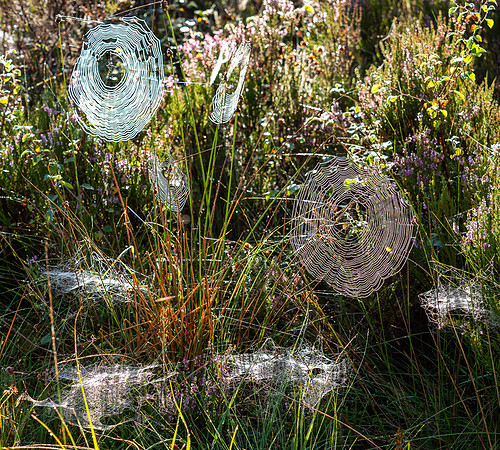 20200906-Glen Affric-EM129671