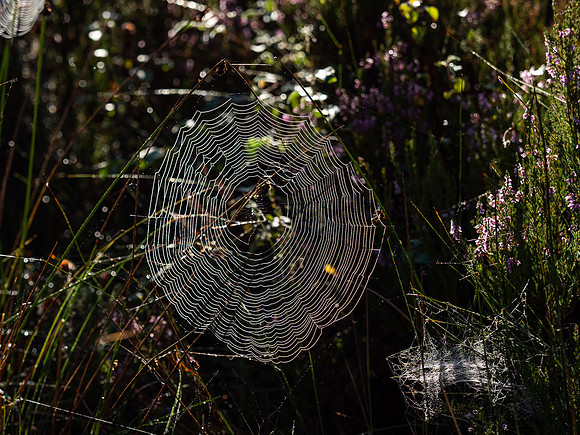 20200906-Glen Affric-EM129674