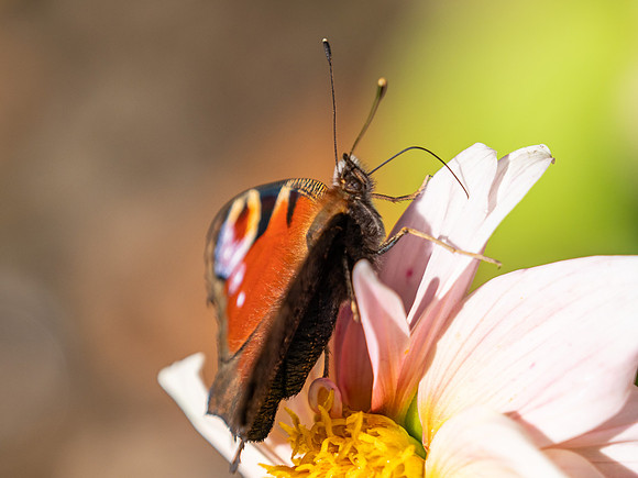 20200912-Garden-EM129831