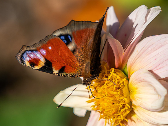 20200912-Garden-EM129878