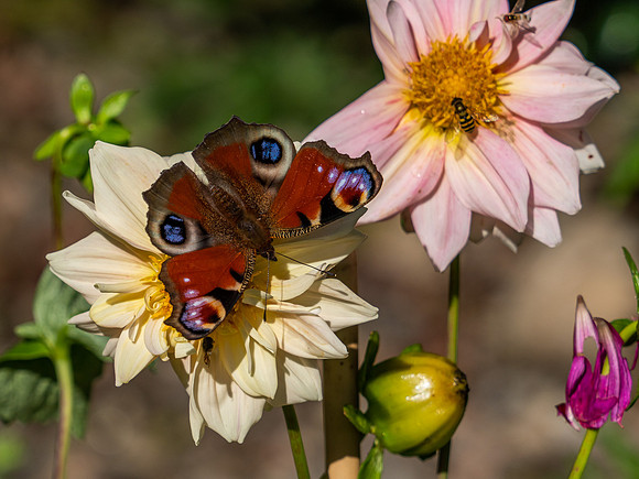 20200912-Garden-EM129890