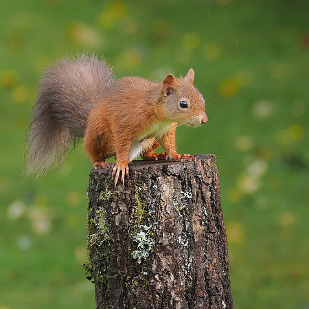 Soggy Squirrel