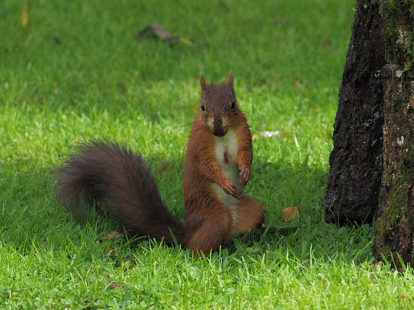 Soggy Squirrel