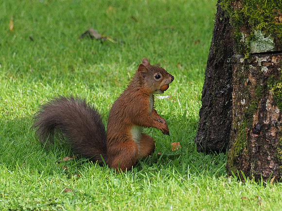 Soggy Squirrel