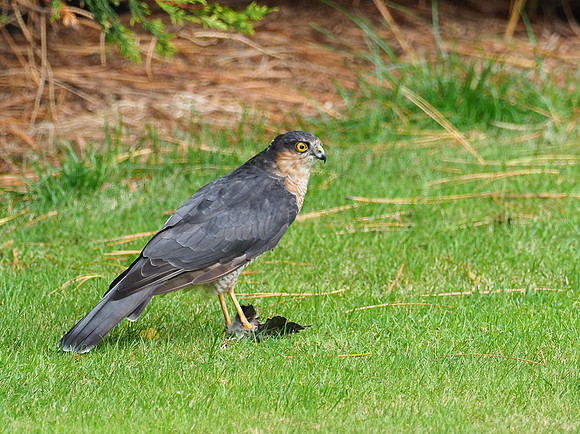 Juvenile Male Sparrowhawk (Accipiter nisus)