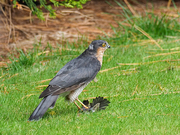 Juvenile Male Sparrowhawk (Accipiter nisus)