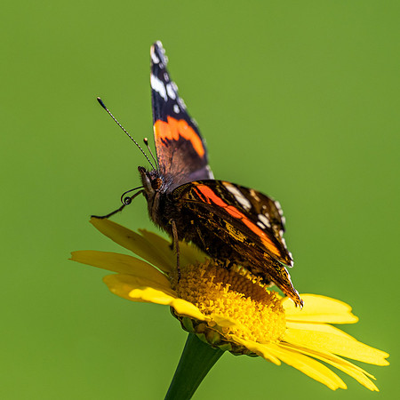 20200918-Insects-EM120855