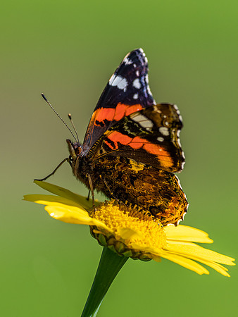 20200918-Insects-EM120883