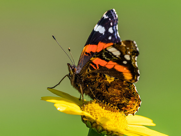 20200918-Insects-EM120887