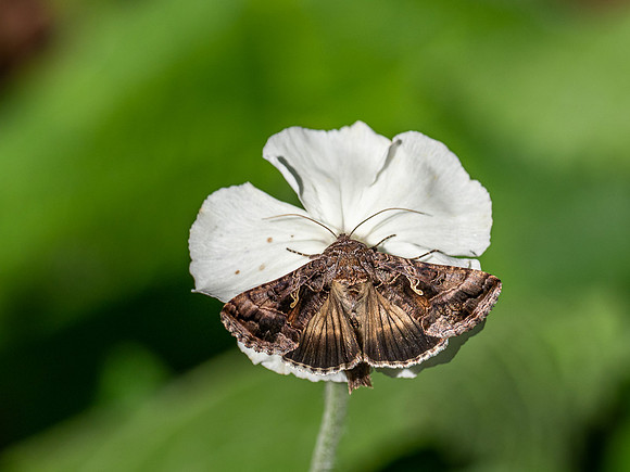 20200918-Insects-EM120996