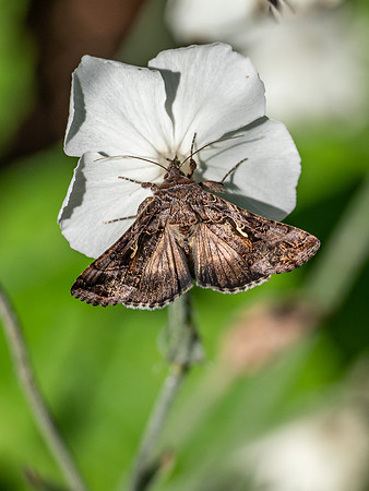 20200918-Insects-EM121016