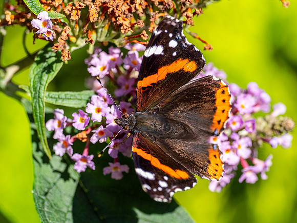20200918-Insects-EM120757