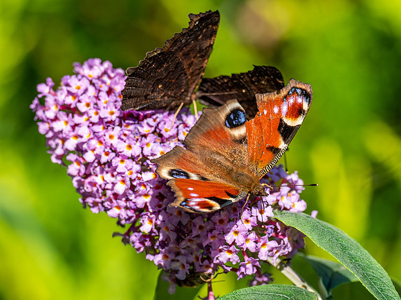 20200918-Insects-EM120708