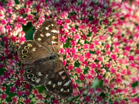 20200918-Insects-EM120696