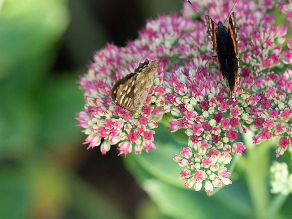 20200918-Insects-EM120662