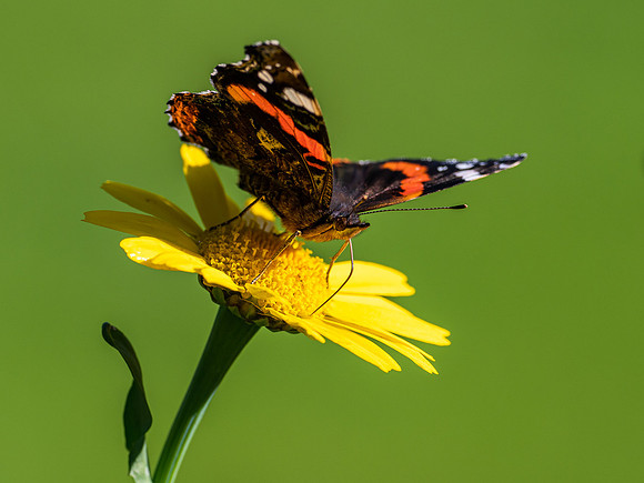 20200918-Insects-EM120834