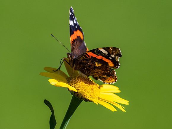 20200918-Insects-EM120843