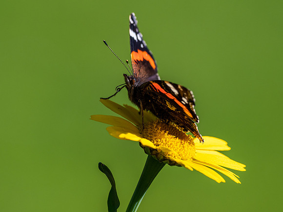 20200918-Insects-EM120858