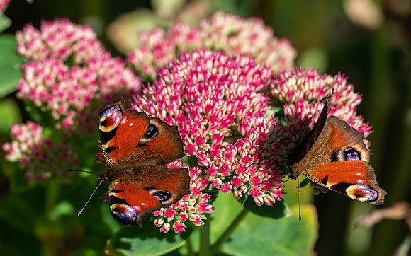 20200917-Butterfly-EM120515