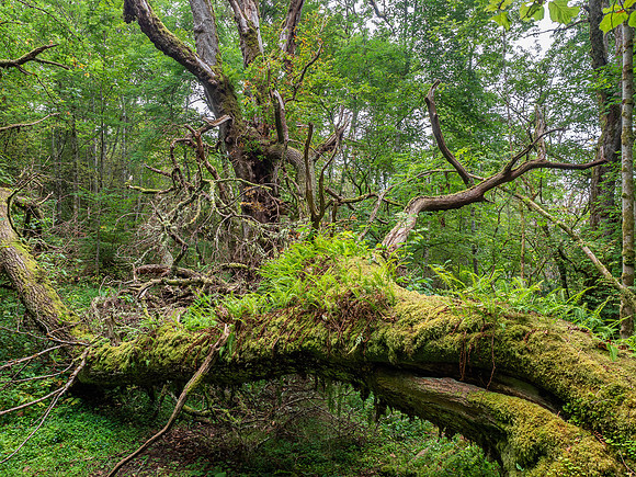 The Old Oak Tree