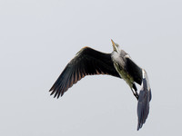Grey Heron (Ardea cinerea)