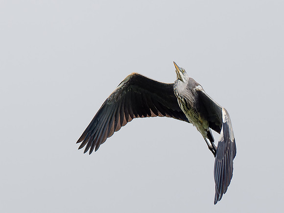 Grey Heron (Ardea cinerea)