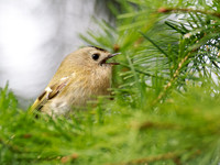 Goldcrest (Regulus regulus)