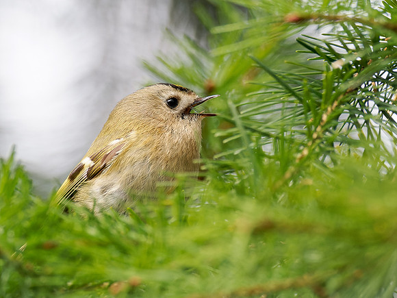 Goldcrest (Regulus regulus)