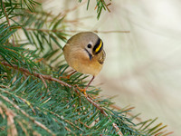 Goldcrest (Regulus regulus)