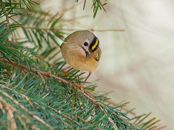 Goldcrest (Regulus regulus)
