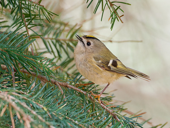 Goldcrest (Regulus regulus)