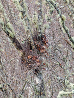 Red Squirrel Drey?