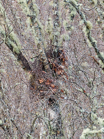 Red Squirrel Drey?