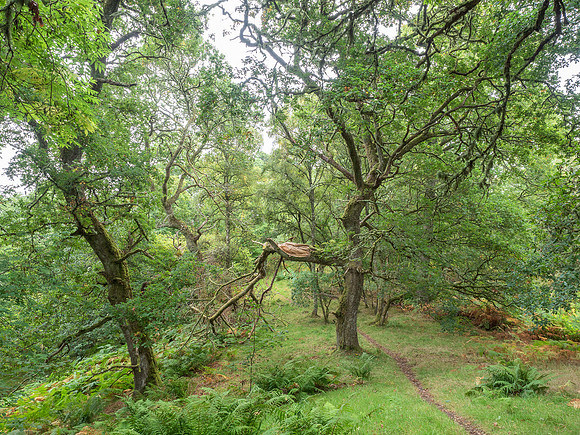20200919-Craigmonie-EM121061