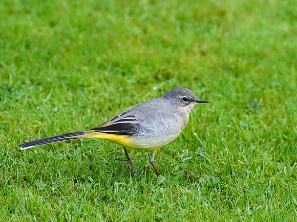20200904-Garden-EM129239