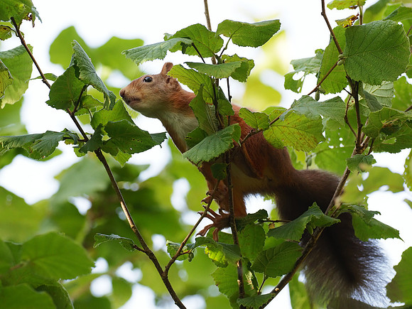 Red Squirrel (Sciurus vulgaris)