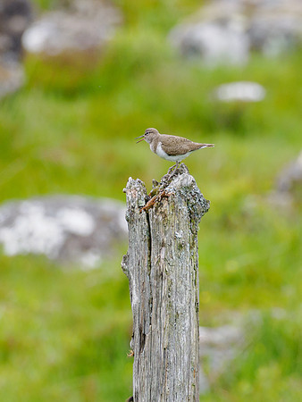 Sandpiper