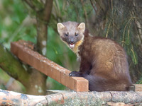 Pine Marten