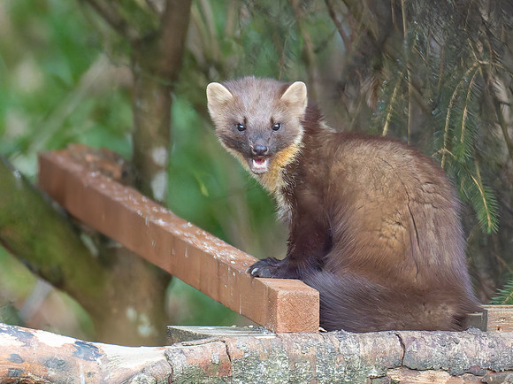 Pine Marten