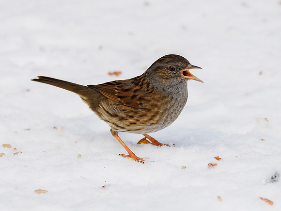 Dunnock